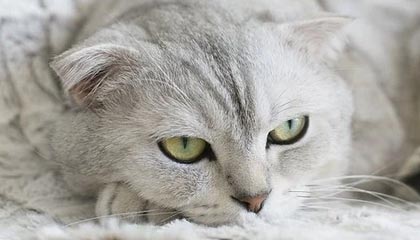 ayx体育博彩-复健神技能：快准稳助球员快速恢复，复健运动怎么做